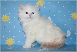 Male Siberian Kitten from Deedlebug Siberians